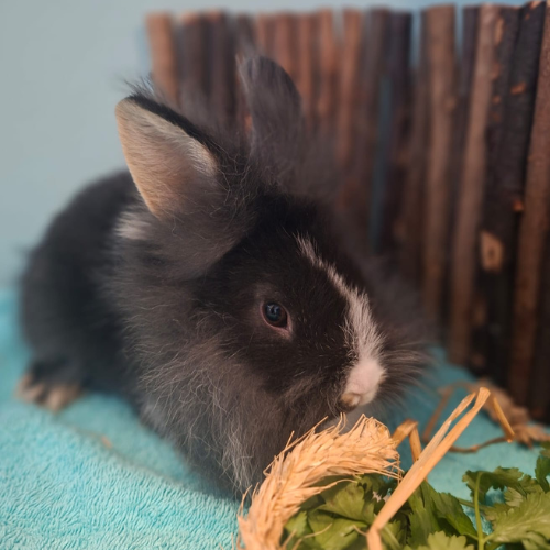 Apollo