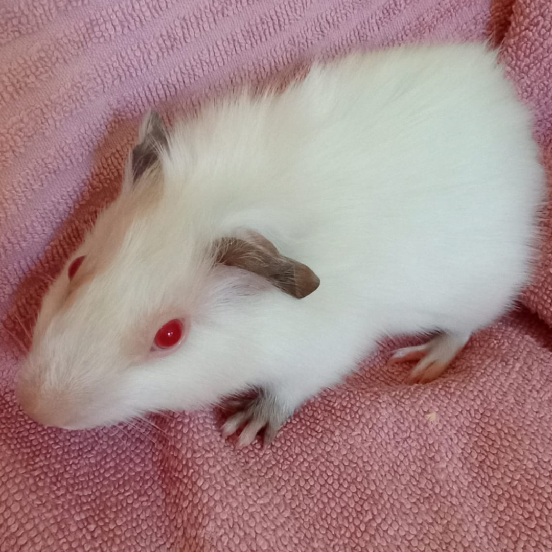 Daniel