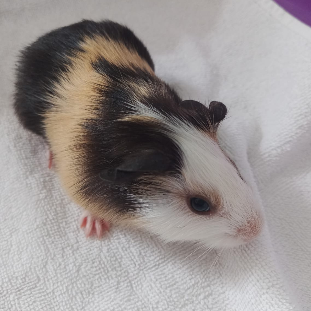 Domino
