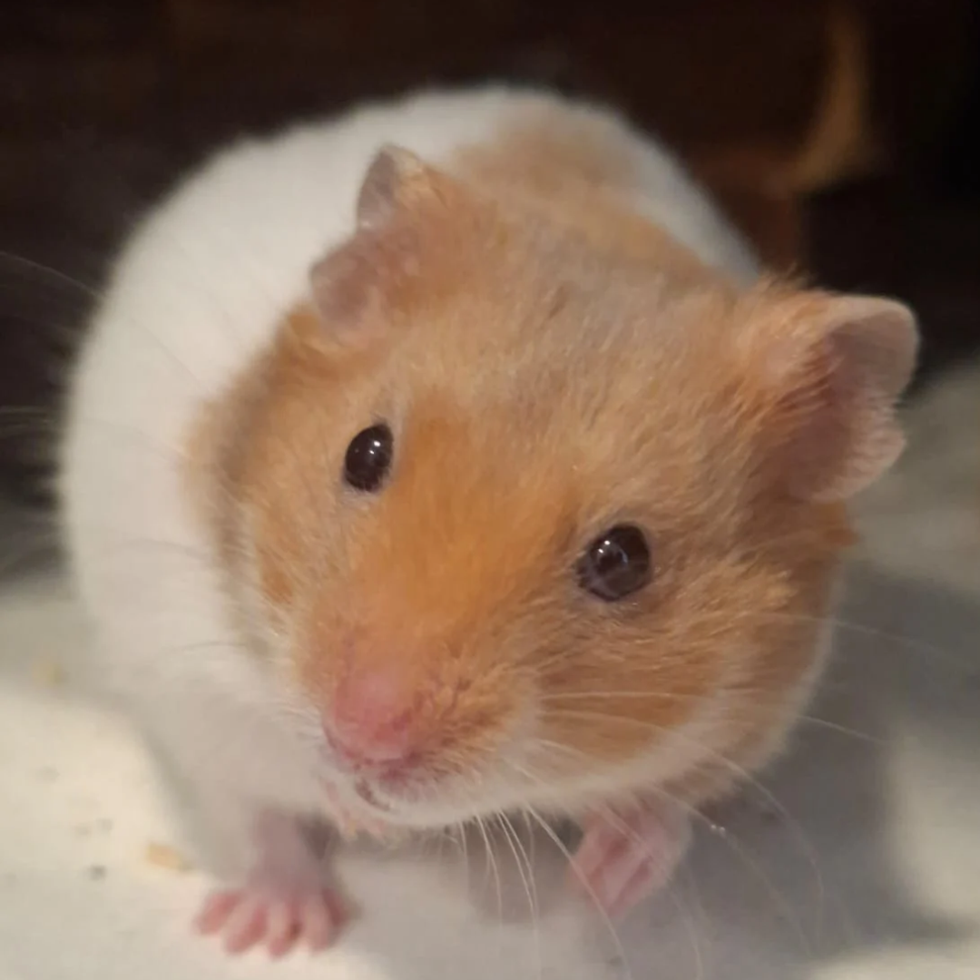 Ernie