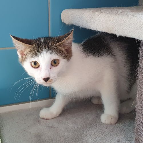 Felilou