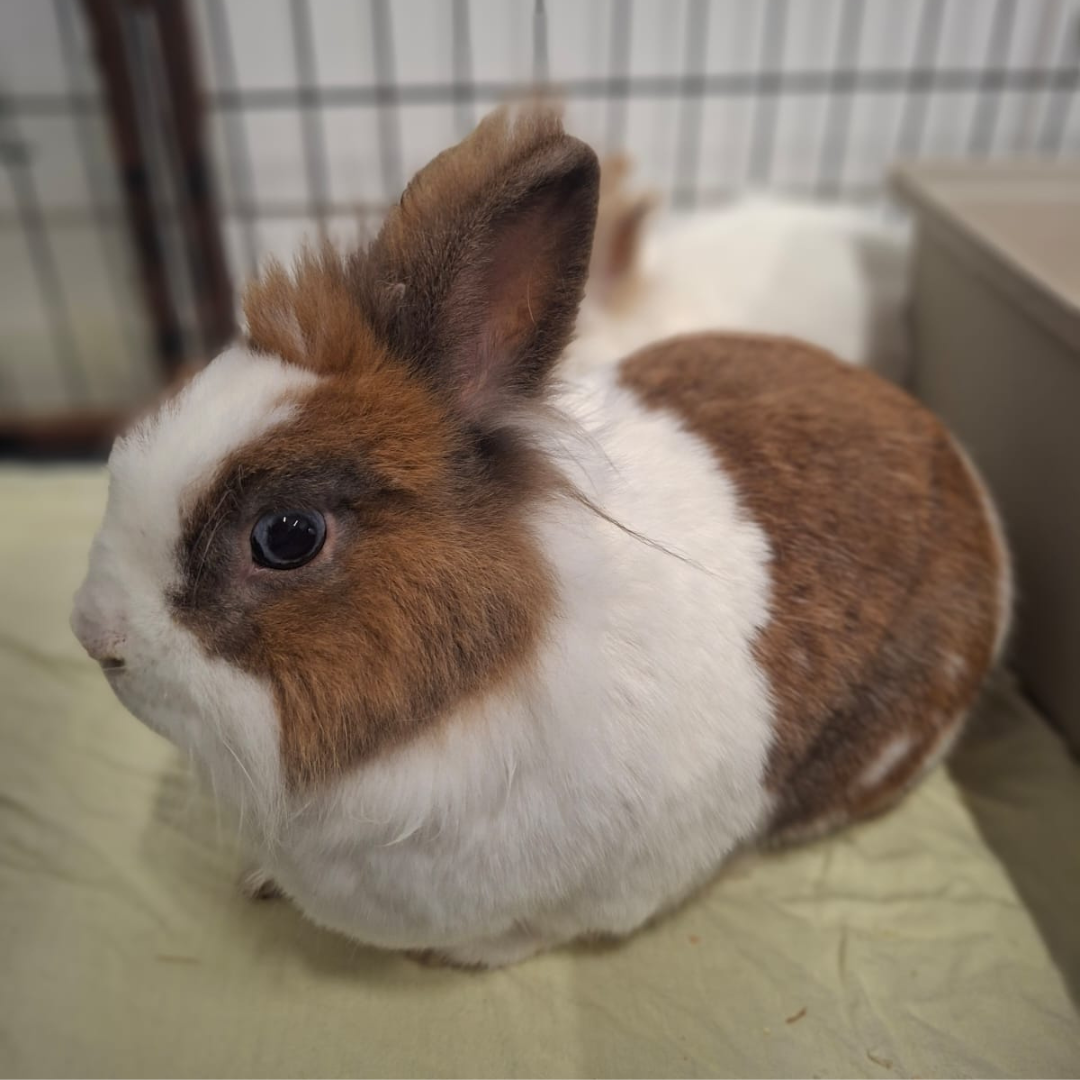 Flopsi