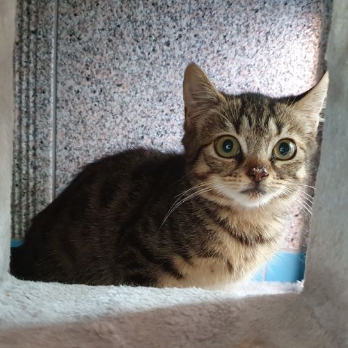 Freya