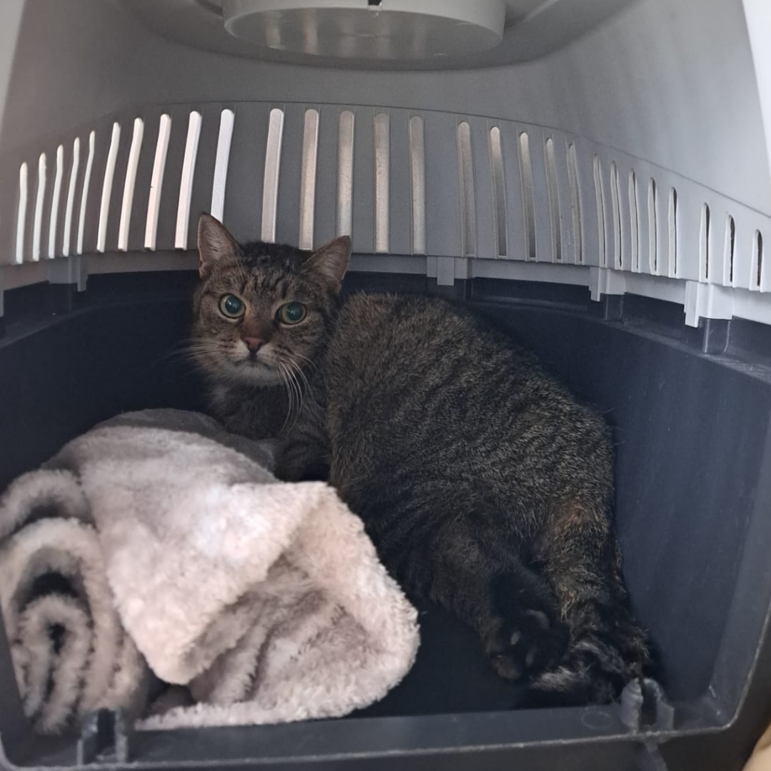 Fundkater 64395 Brensbach "Gero"