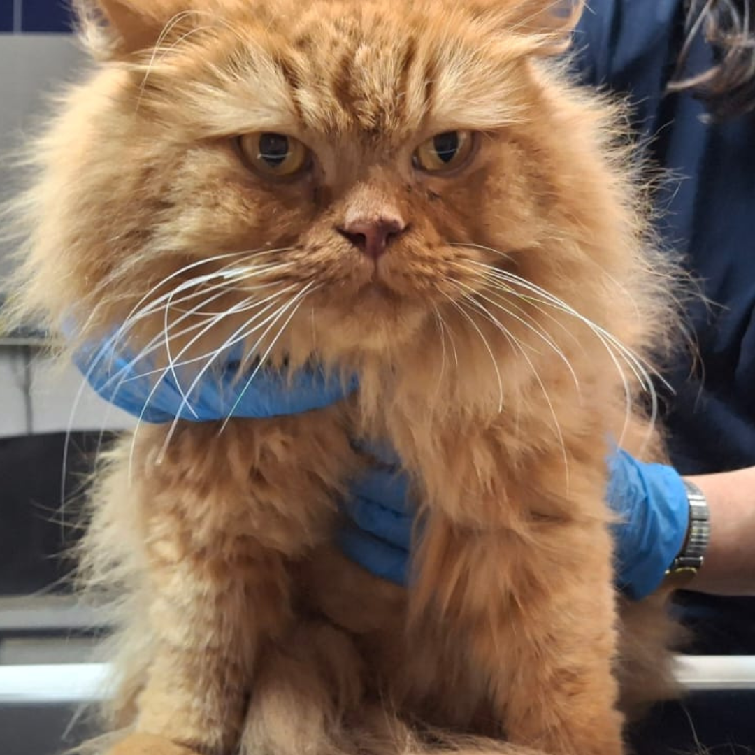 Fundkater 64711 Erbach/ Elsbach "Donn Carlos"