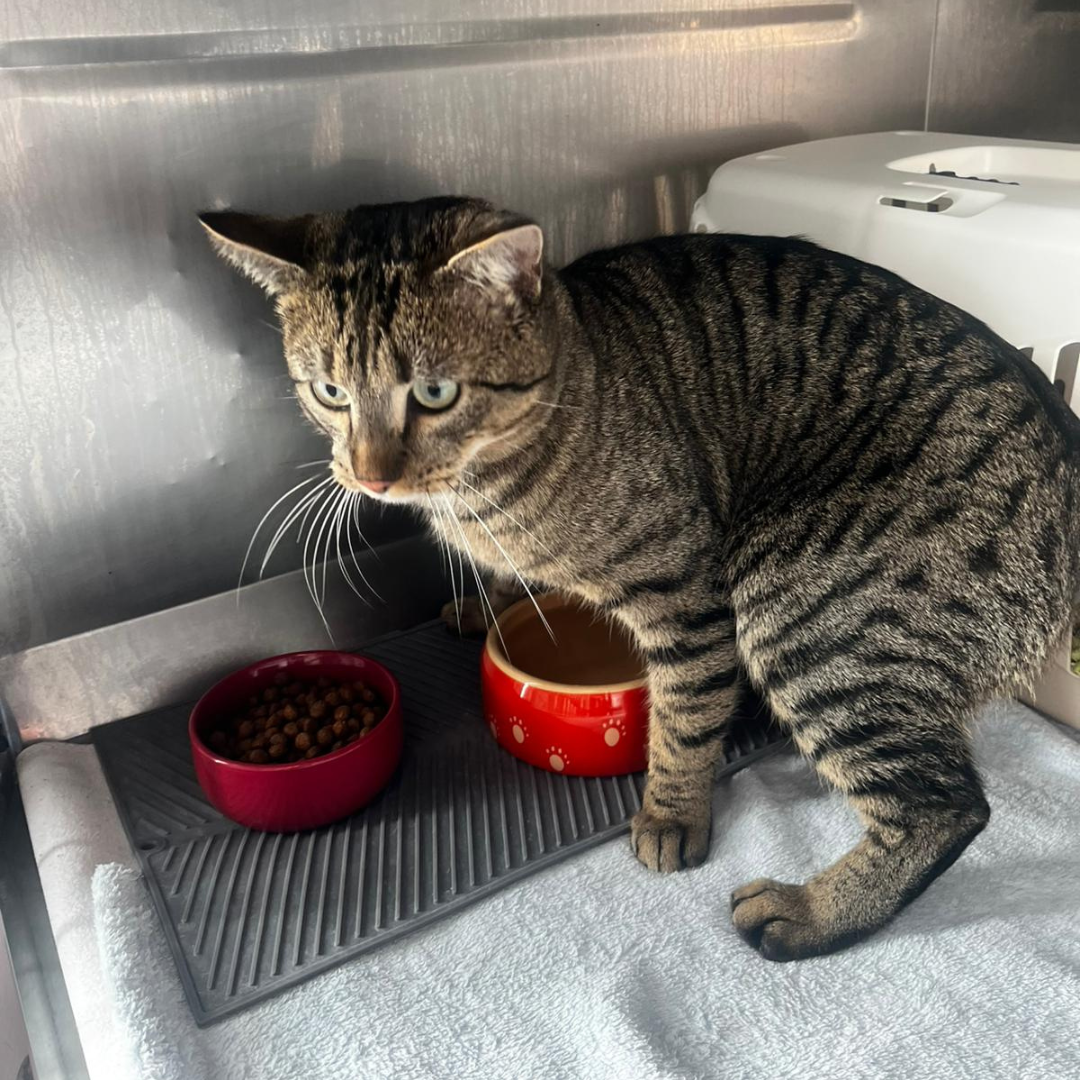 Fundkater 64711 Erbach "Fränk"