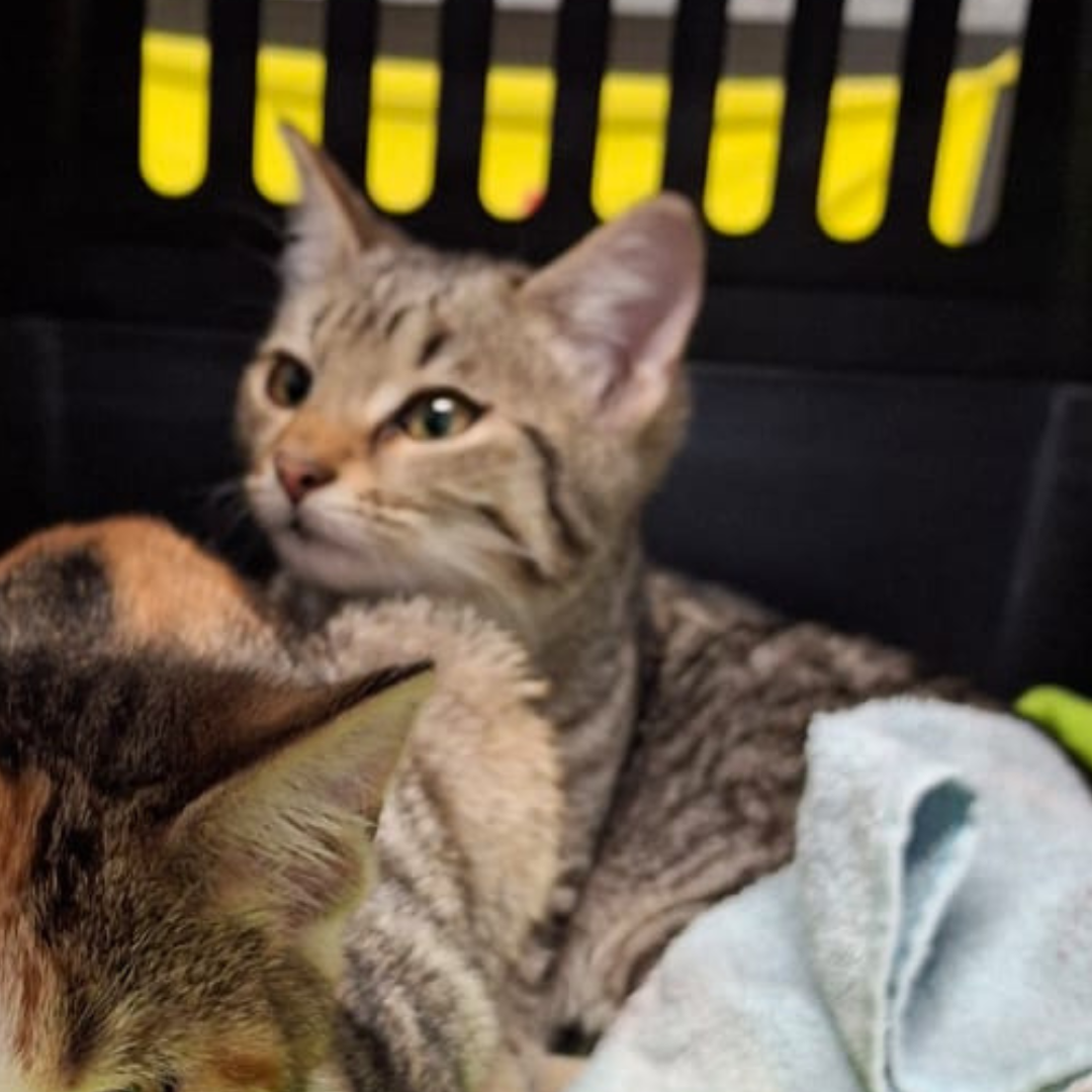 Fundkater 64720 Michelstadt "Ariel"