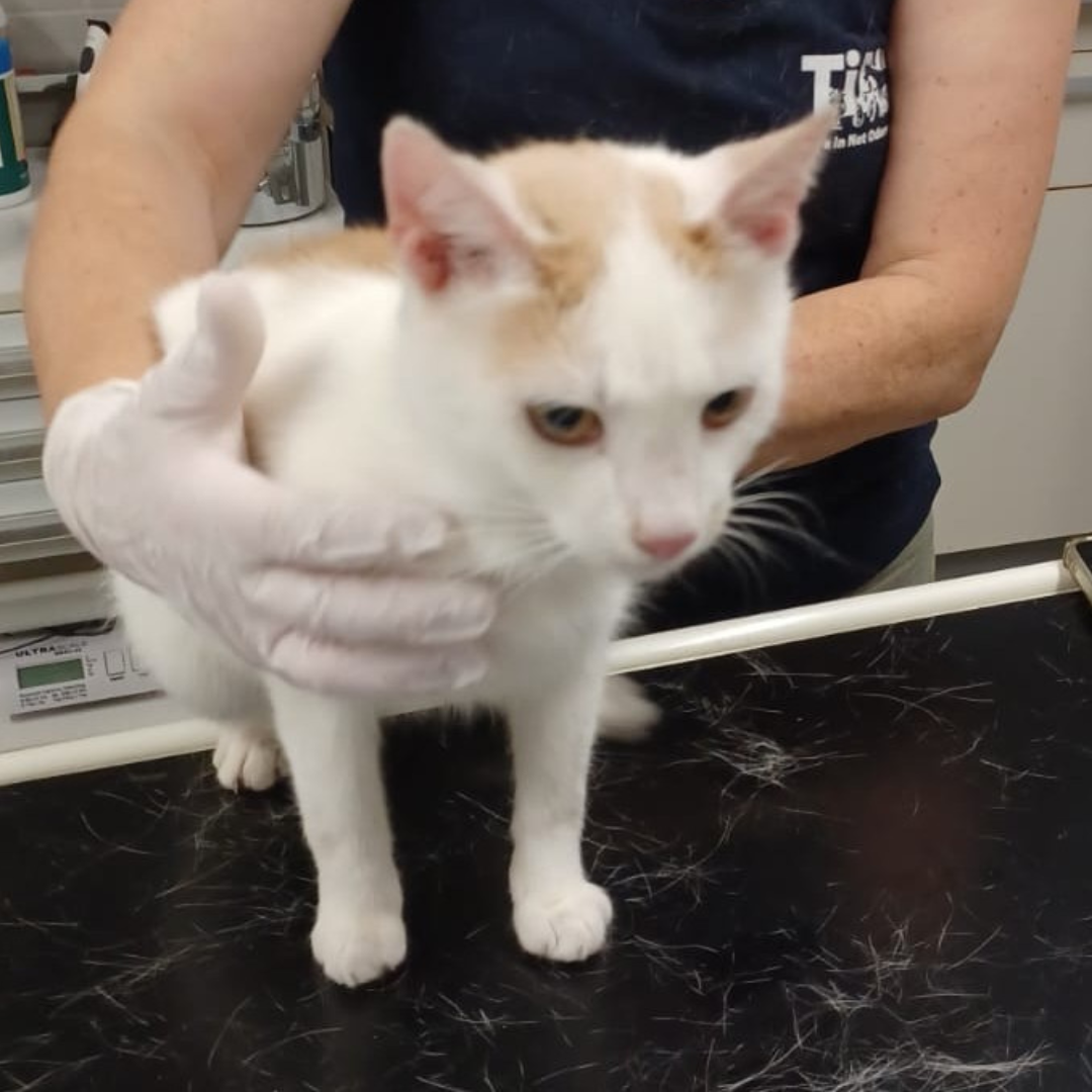 Fundkater 64720 Michelstadt "Nicki"