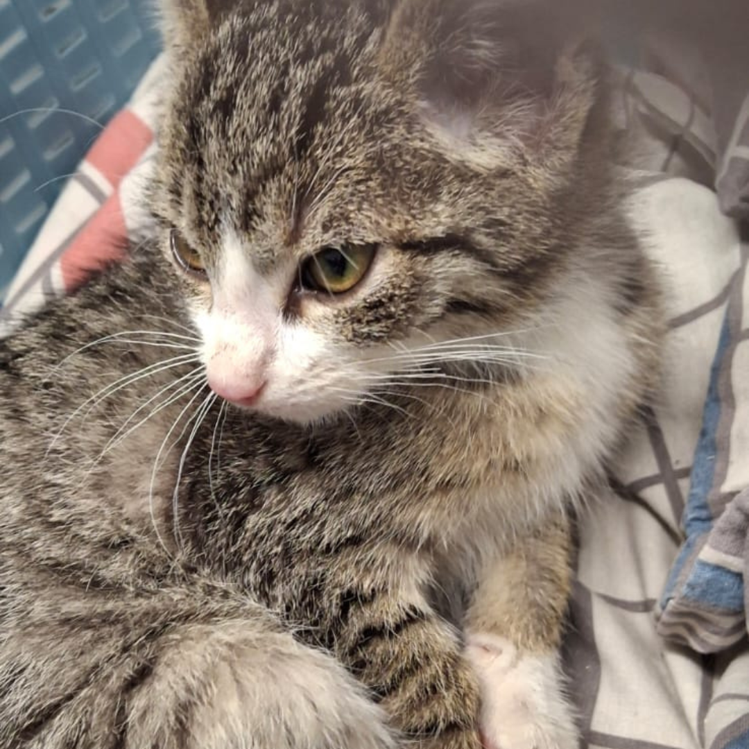 Fundkater 64720 Michelstadt "Simon"