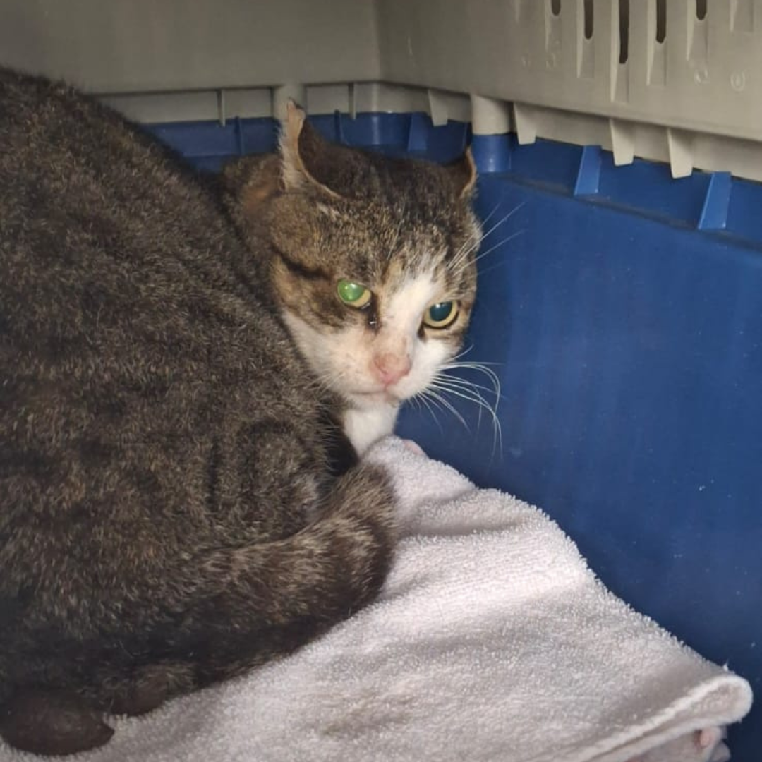 Fundkater 64732  Bad König/ Kimbach "Tilli"