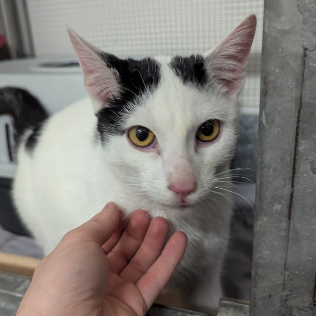 Fundkater 64739 Höchst "Fritz"