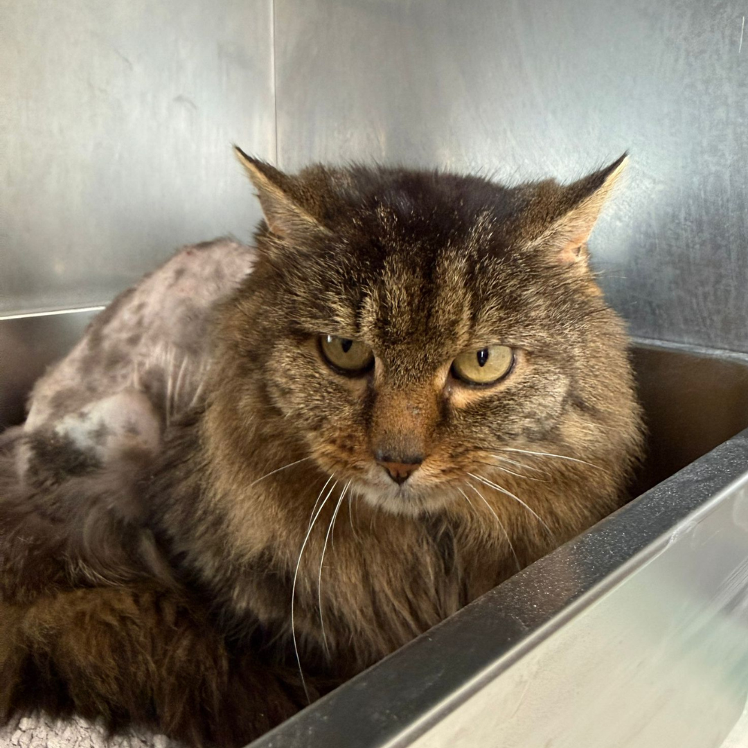 Fundkater 64753 Brombachtal "Tonsch"