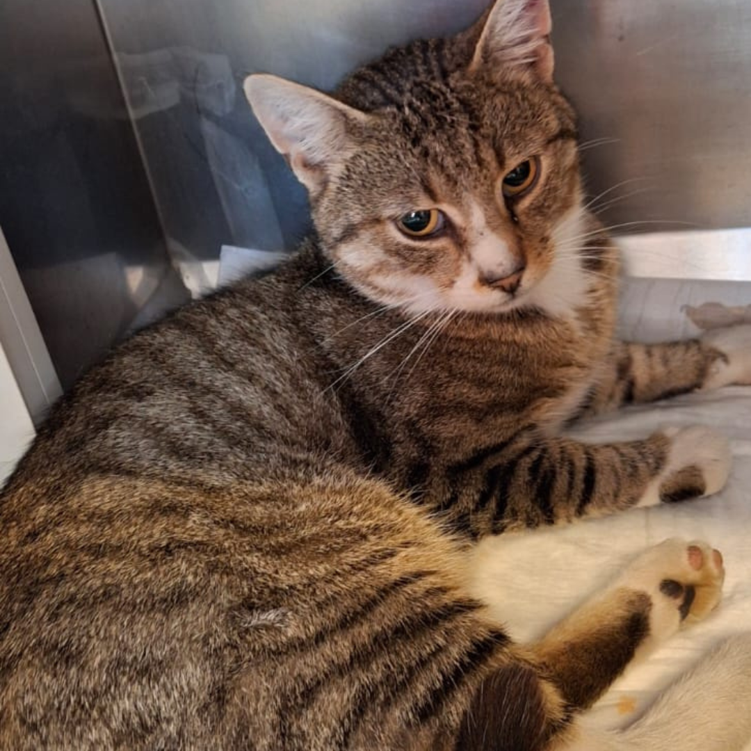 Fundkater 64760 Oberzent "Fenrir"