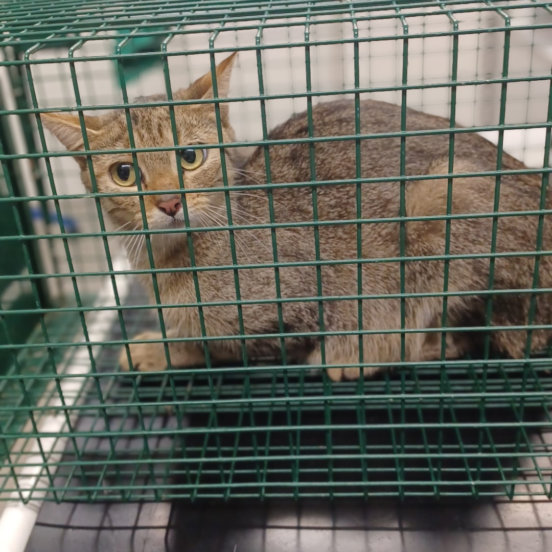 Fundkatze 64385 Reichelsheim "Wilma"