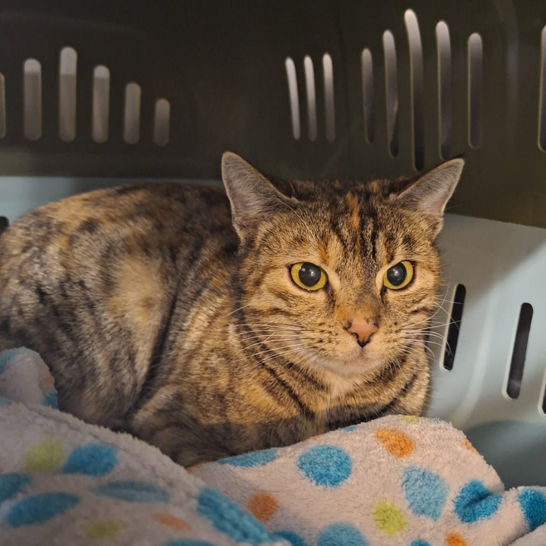 Fundkatze 64395 Brensbach "Dominica"