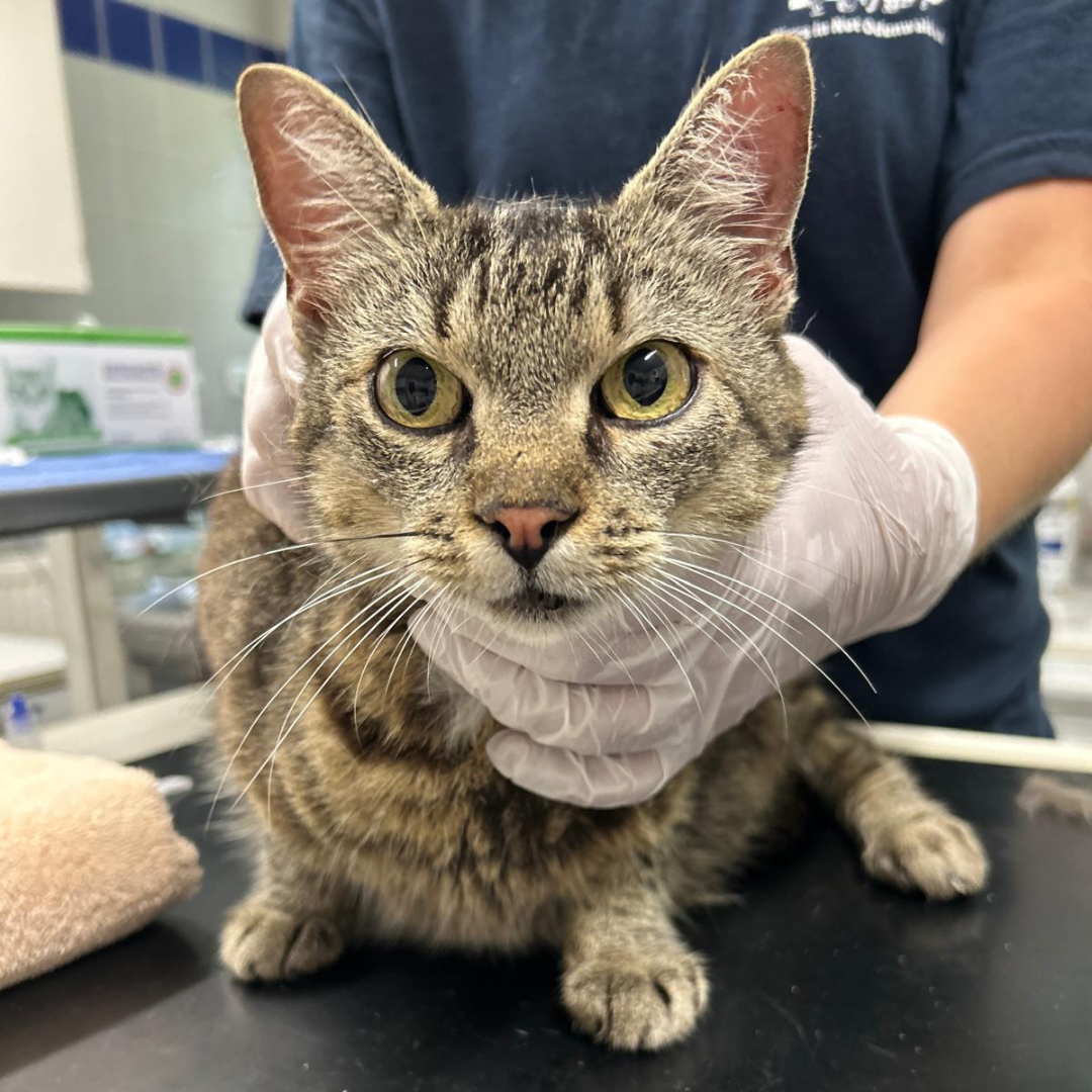 Fundkatze 64395 Brensbach "Mia"