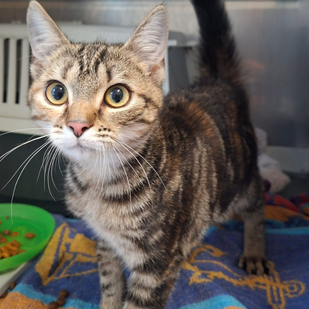 Fundkatze 64395 Brensbach "Sidney"