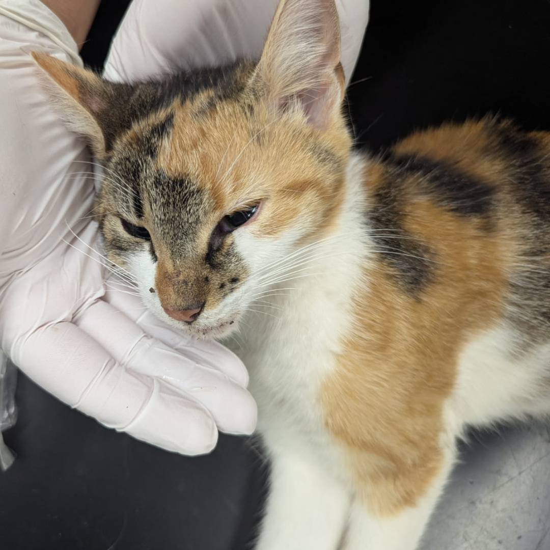 Fundkatze 64711 Erbach "Gabriele"