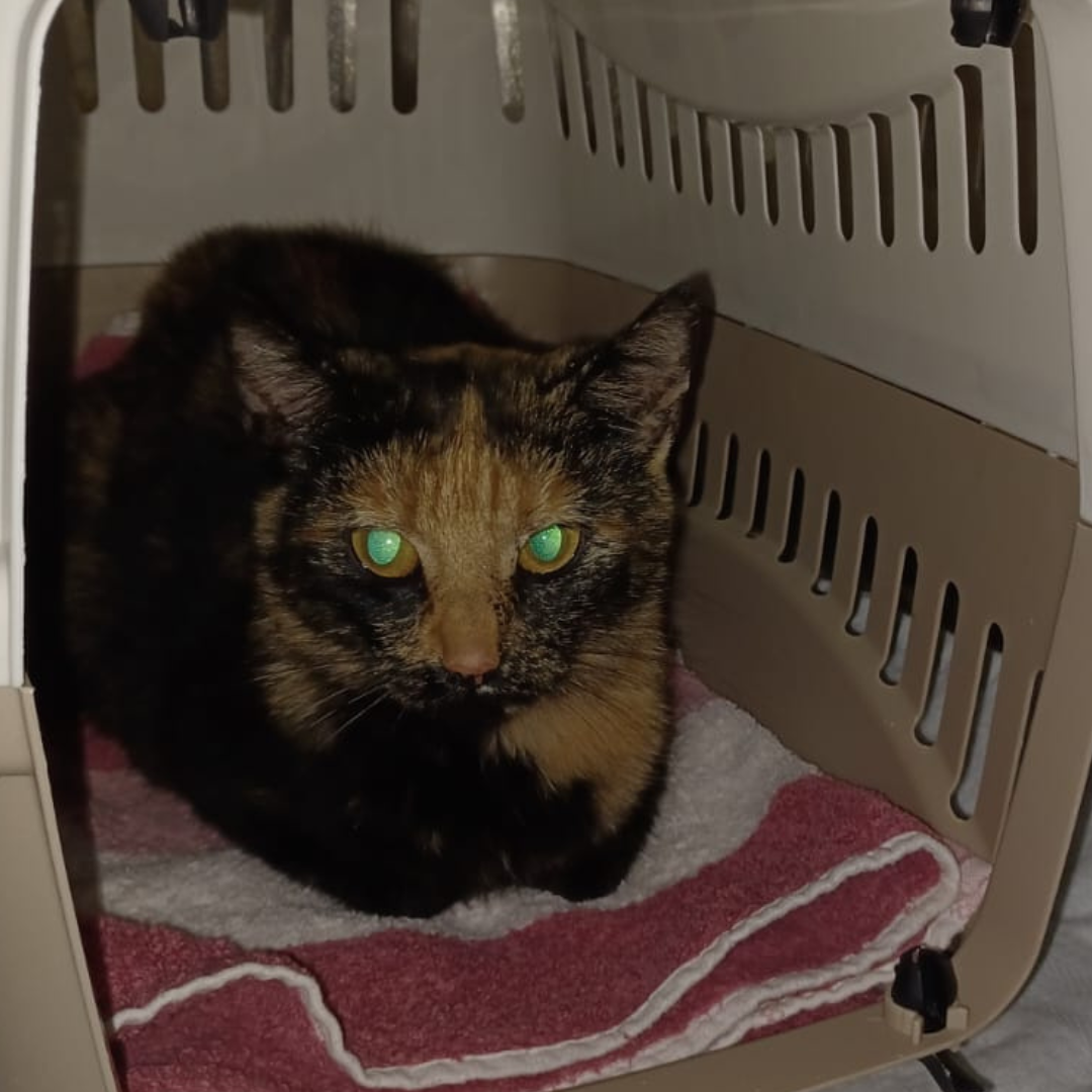 Fundkatze 64720 Michelstadt "Morticia"