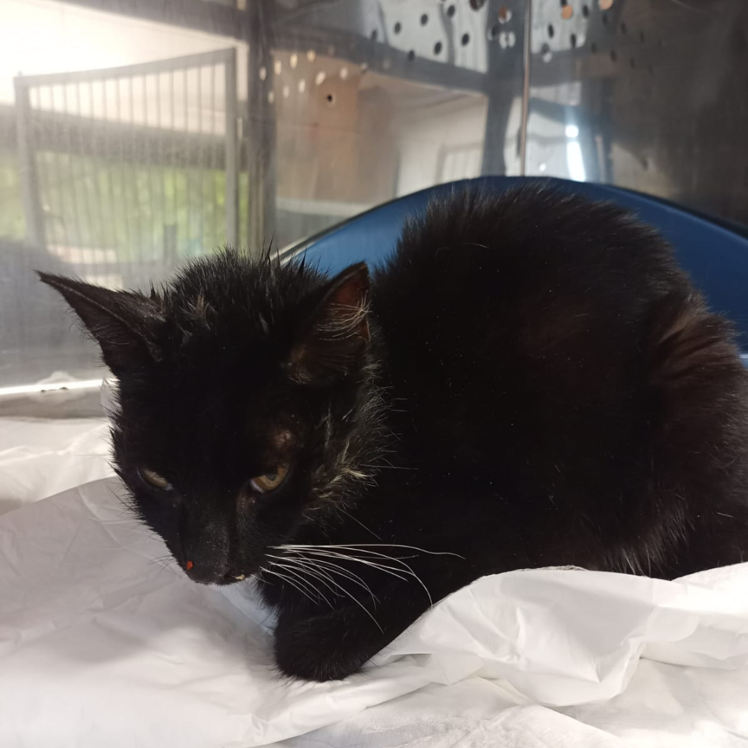 Fundkatze 64720 Michelstadt "Tina"