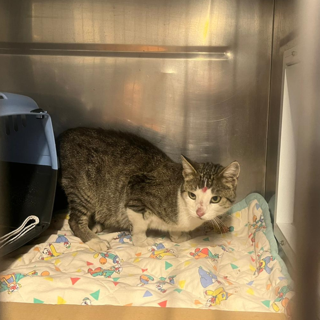 Fundkatze 64739 Höchst "Anjali"