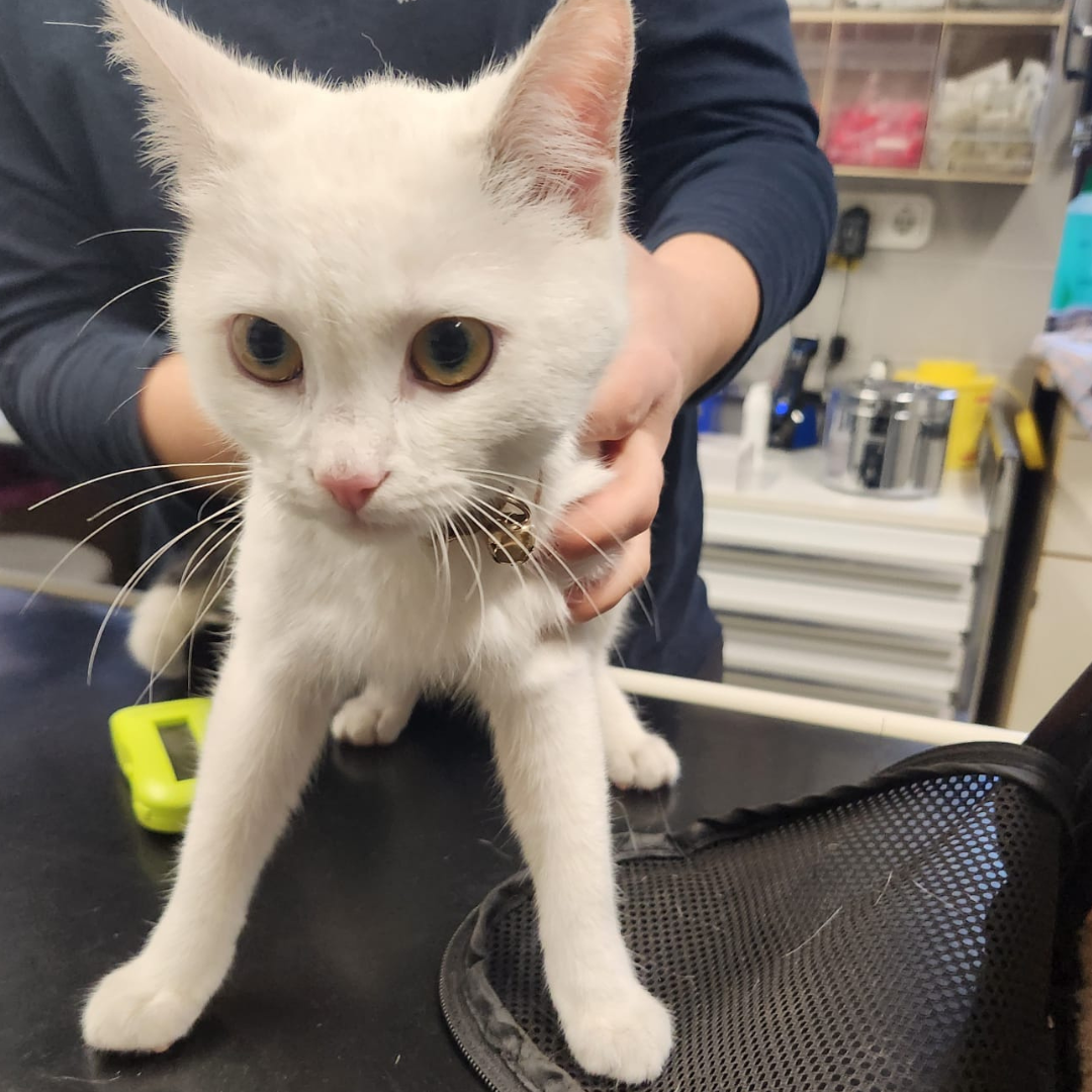 Fundkatze 64739 Höchst "Pamuk"