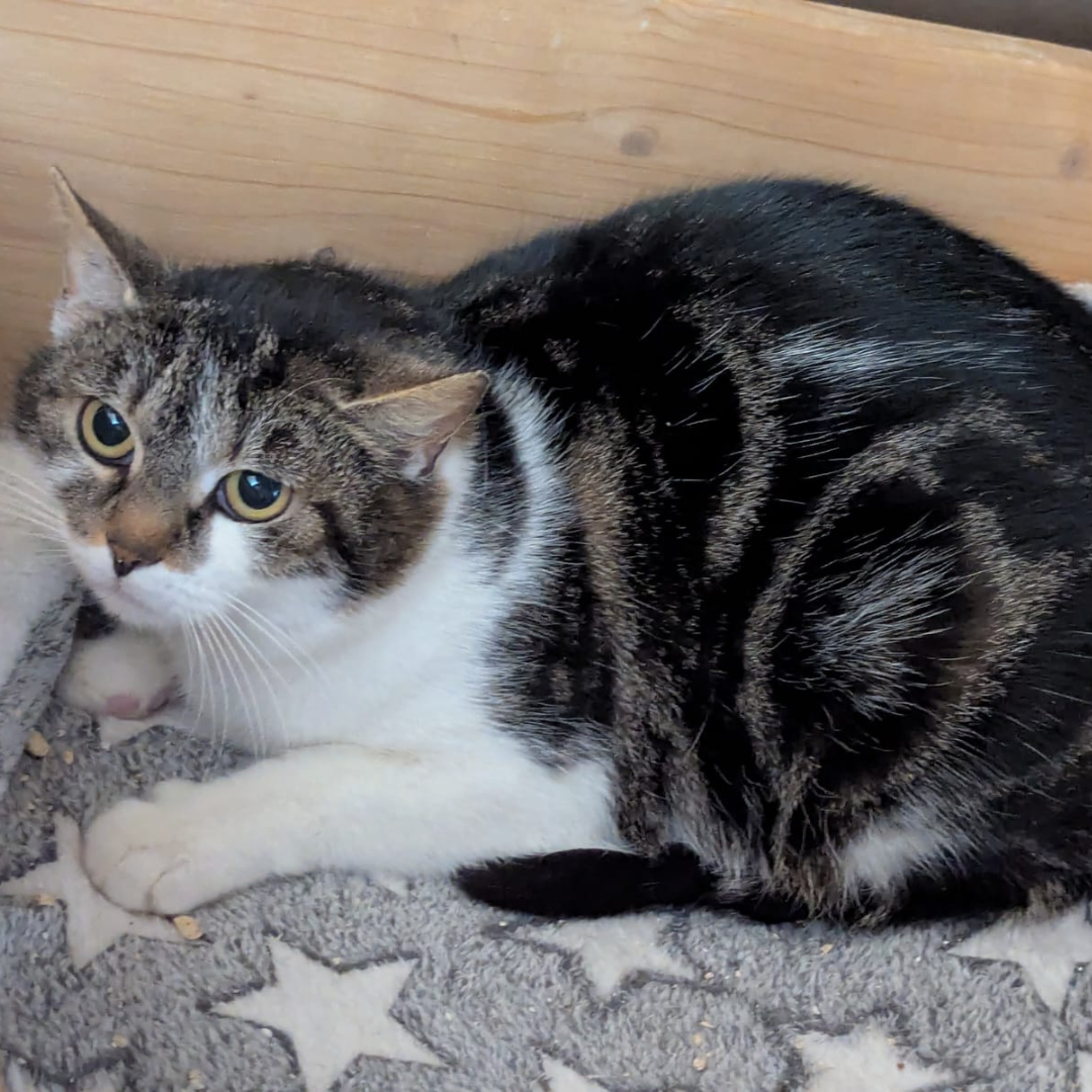 Fundkatze 64753 Brombachtal "Gladys"