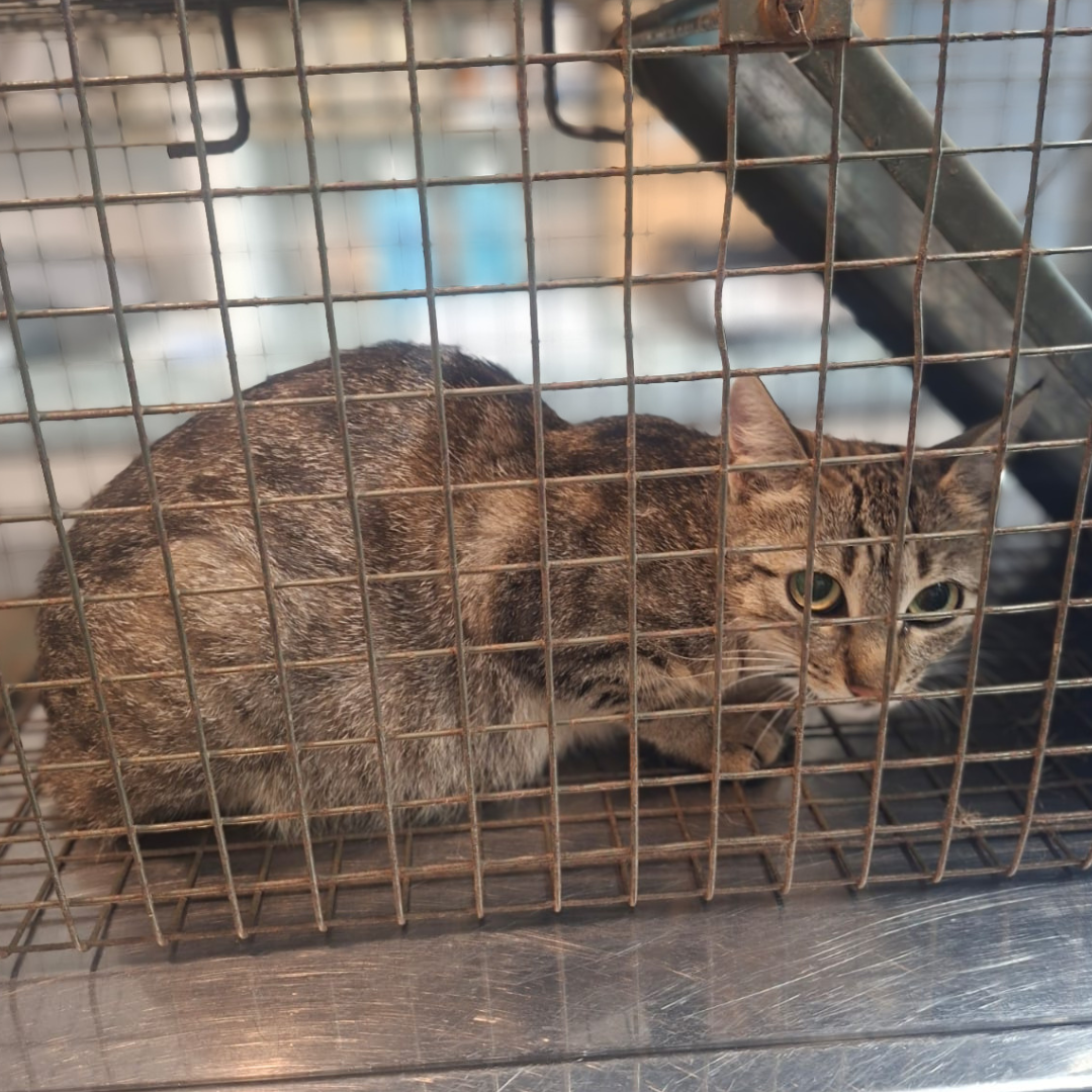 Fundkatze 64760 Oberzent "Breslau"