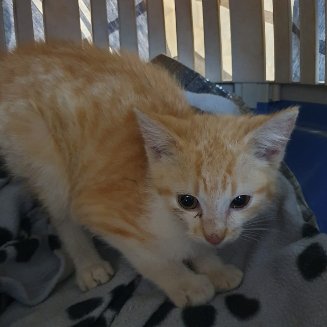 Fundkitten 64385 Reichelsheim/ Laudenau "Michel"