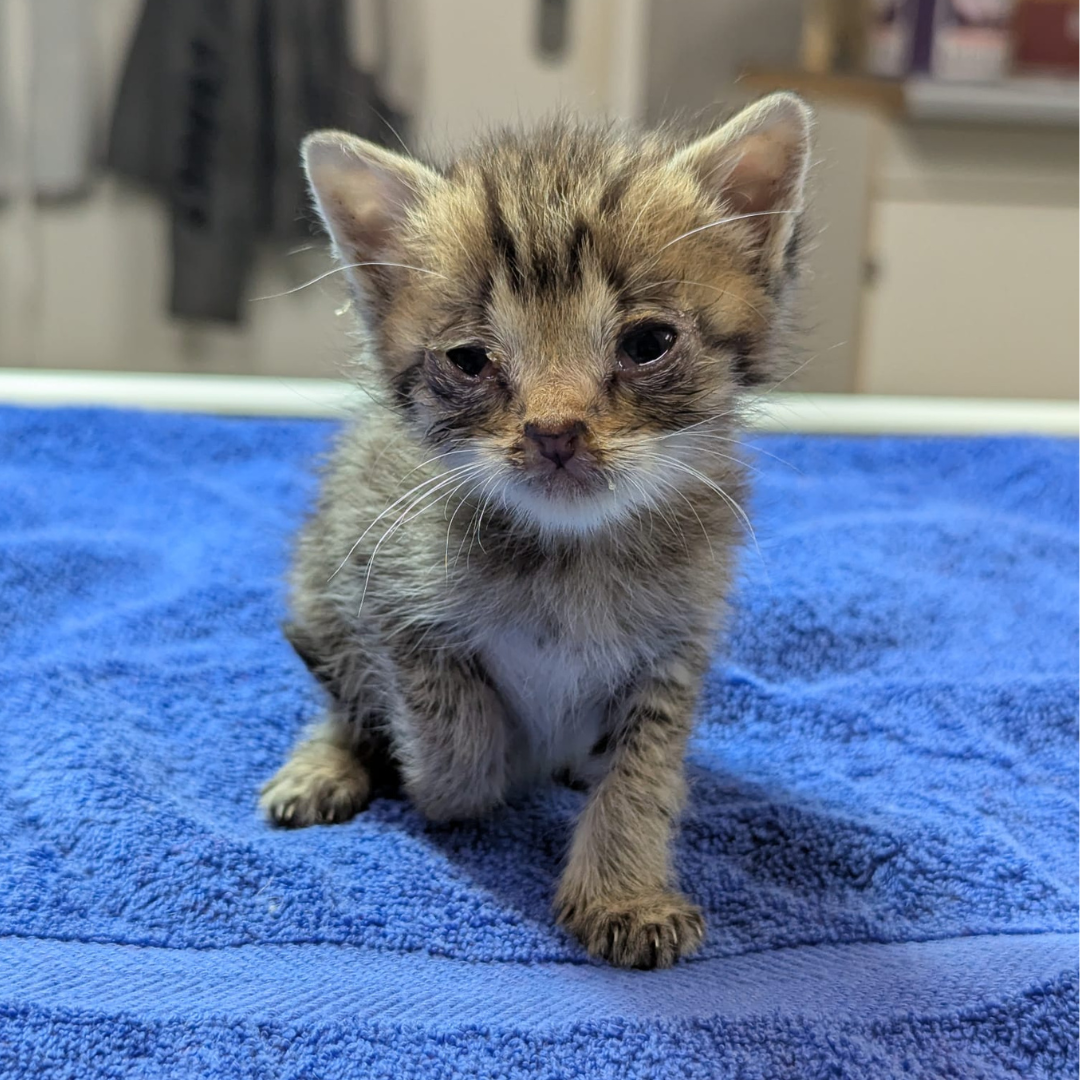 Fundkitten 64385 Reichelsheim "Pebbles"