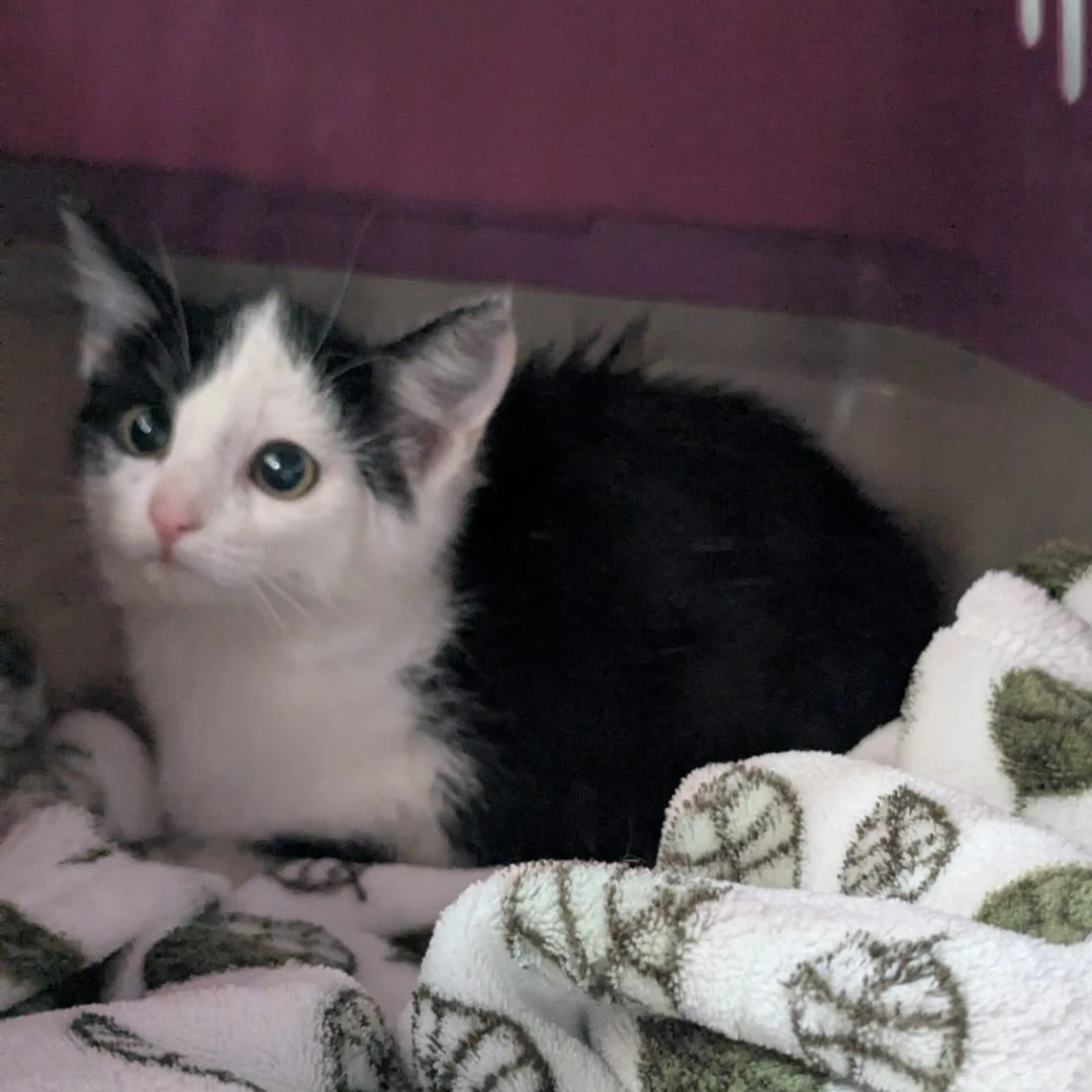 Fundkitten 64711 Erbach/ Lauerbach "Tatanka"