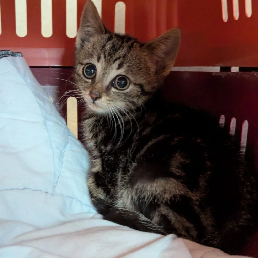 Fundkitten 64720 Michelstadt "Mogi"