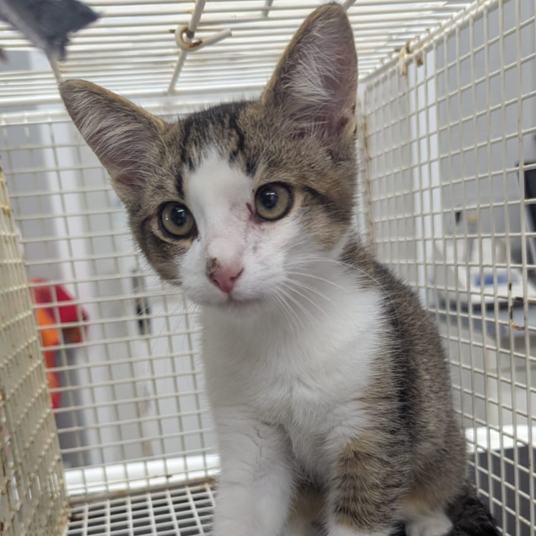 Fundkitten 64732 Bad König/ Zell "Robbie"