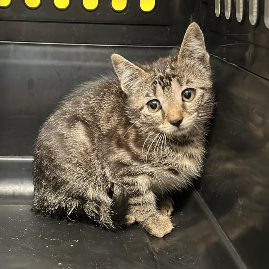 Fundkitten 64753 Brombachtal "Zuzka"