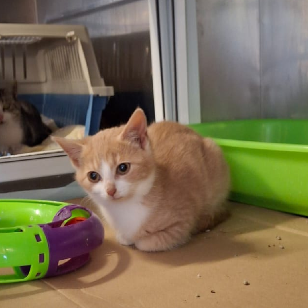 Fundkitten 64760 Oberzent "Bency"