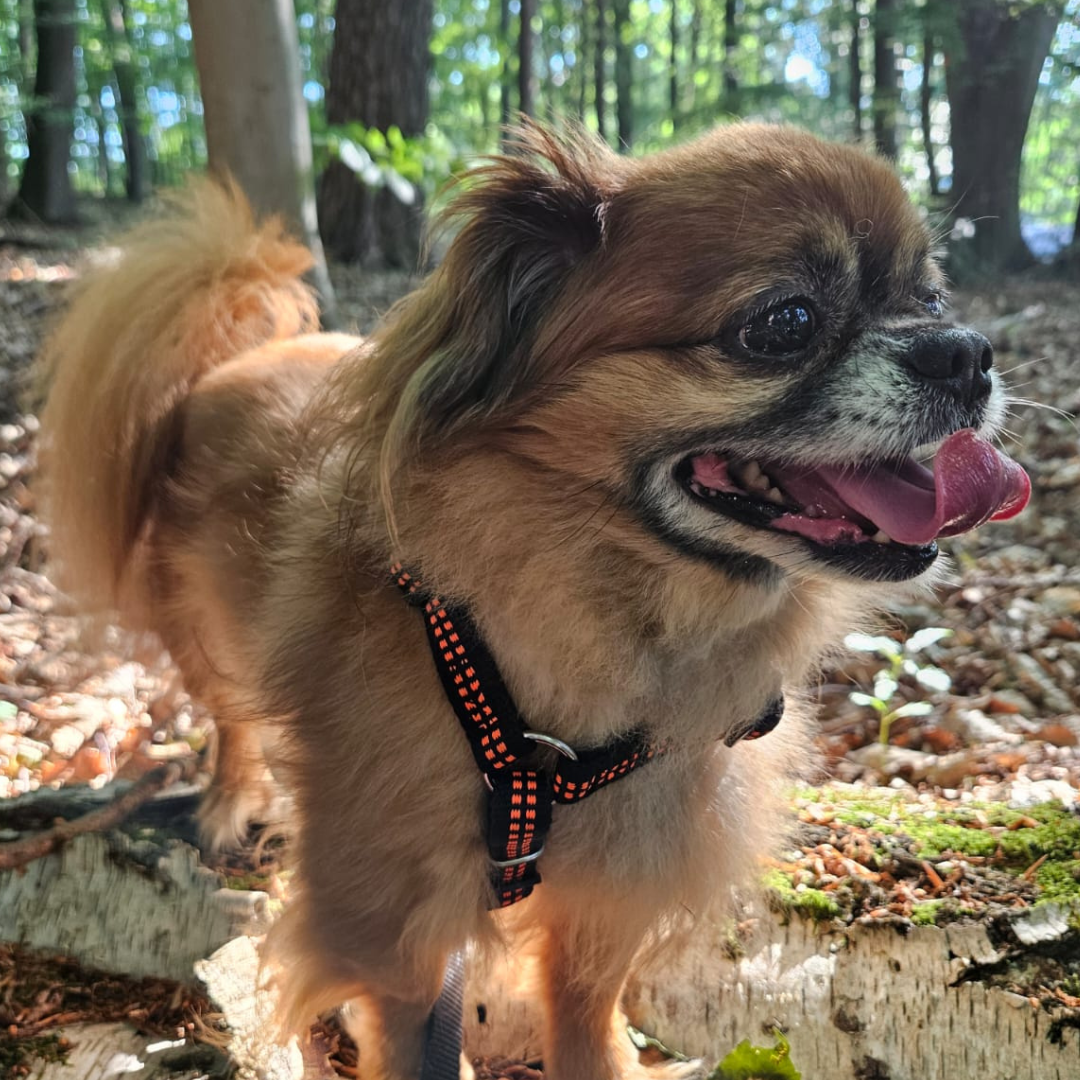 Gizzmo