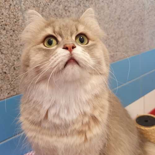 Kitty