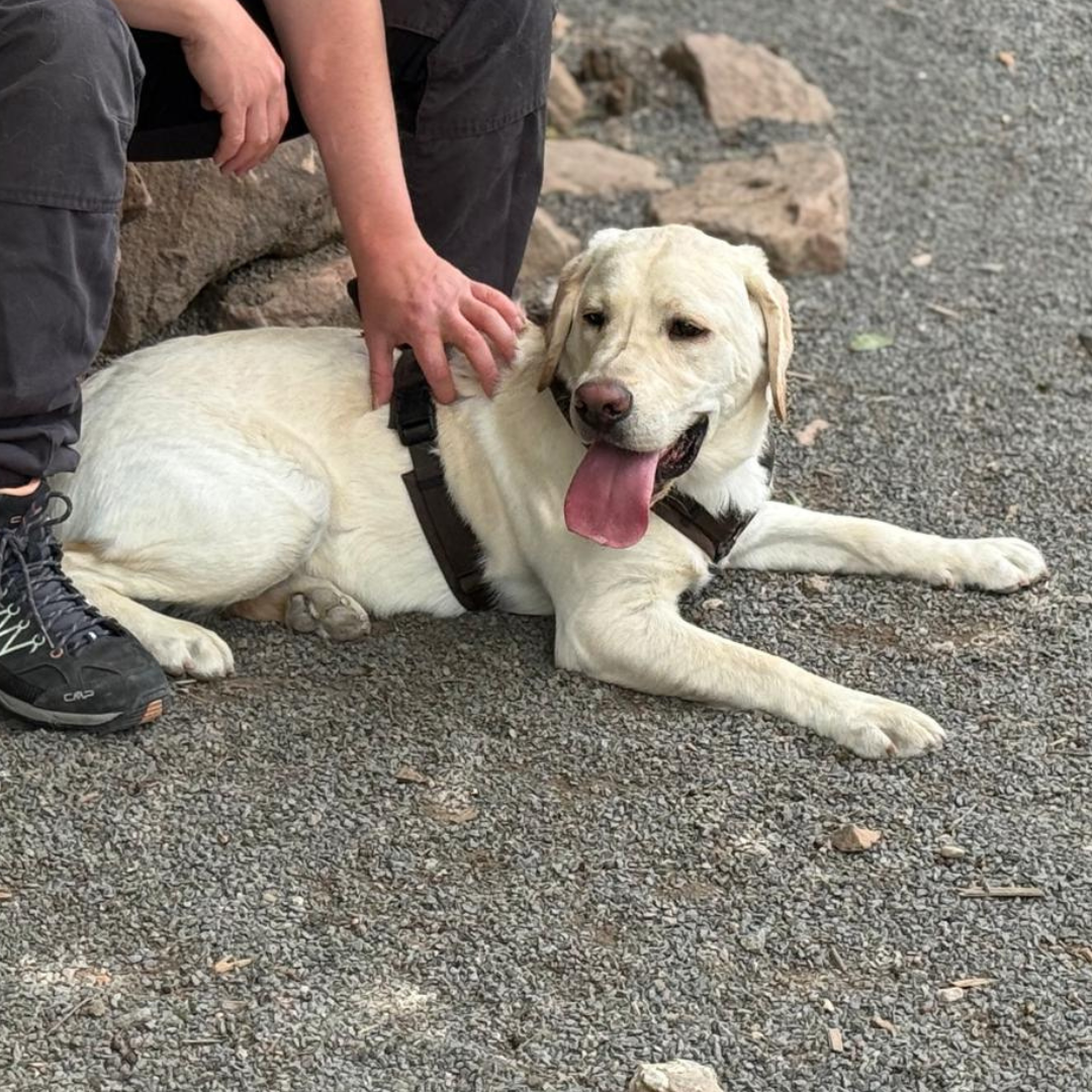 Koda