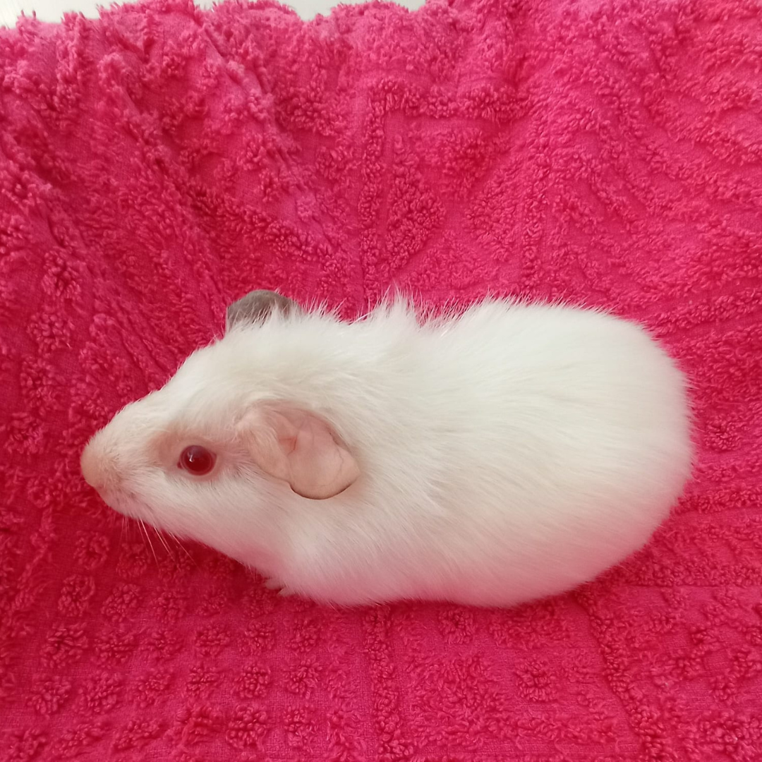Merle