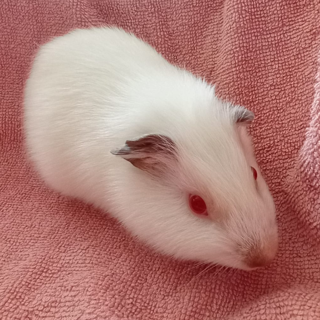 Mustafa
