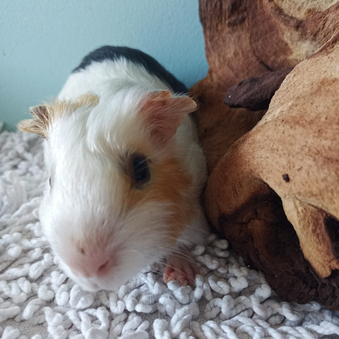 Penelope