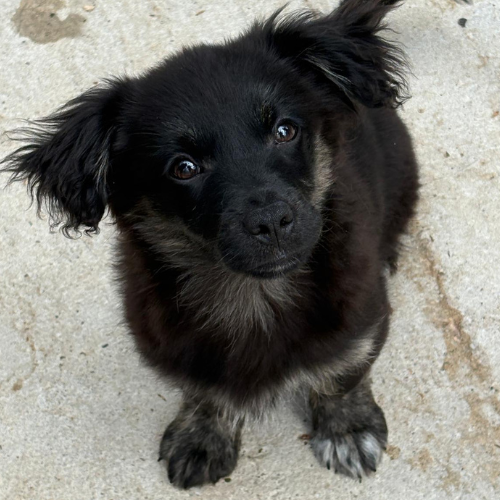 Sammy